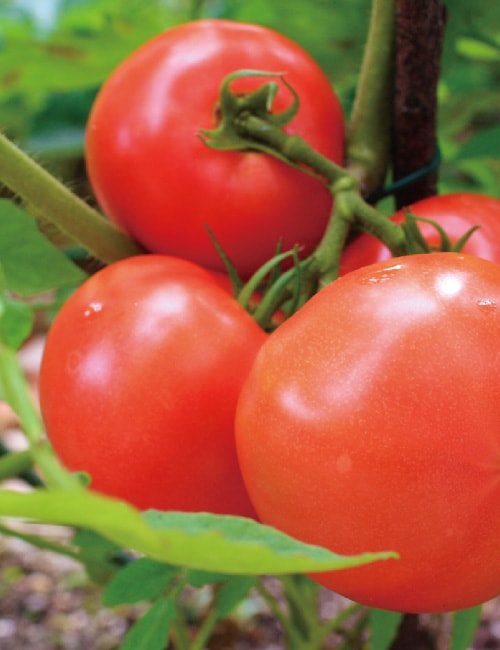 Orofure Tomato